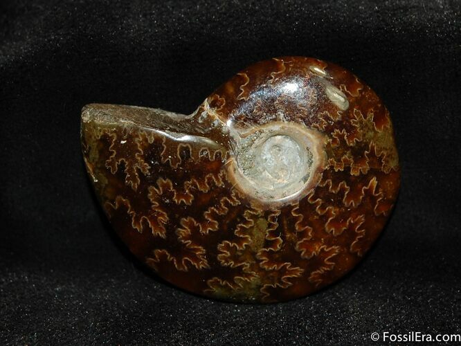 Beautiful Inch Polished Cleoniceras Ammonite #512